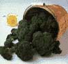 v_broccolipackman.jpg